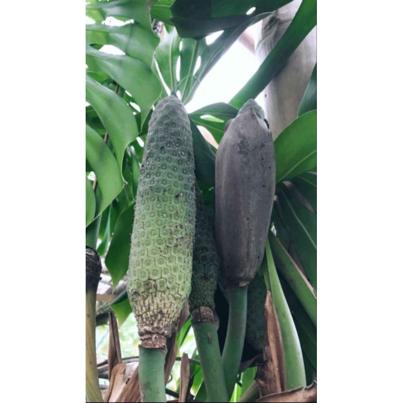 Buah Monstera