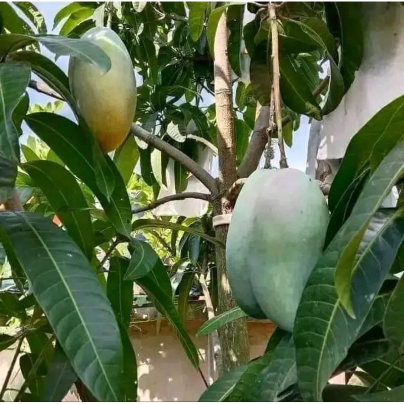 Bibit mangga r2e2
