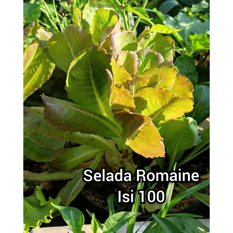 Biji Selada Romaine kebun.una kebun una kebununa