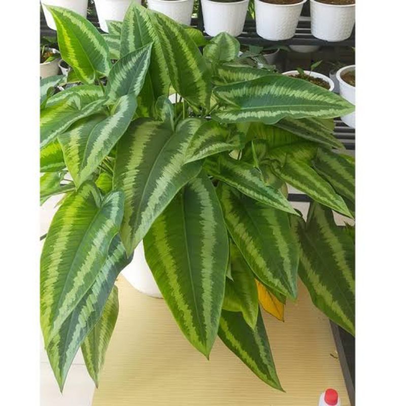 homalomena andromeda