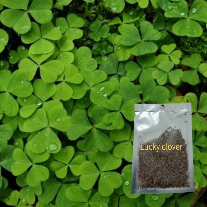 Bibit Tanaman Aquascape Carpet