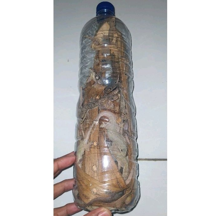 cicak pakan predator 100 ekor