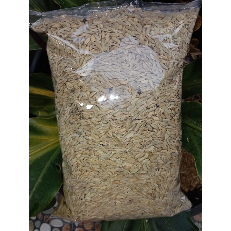 Gabah katan hitam per 1kg