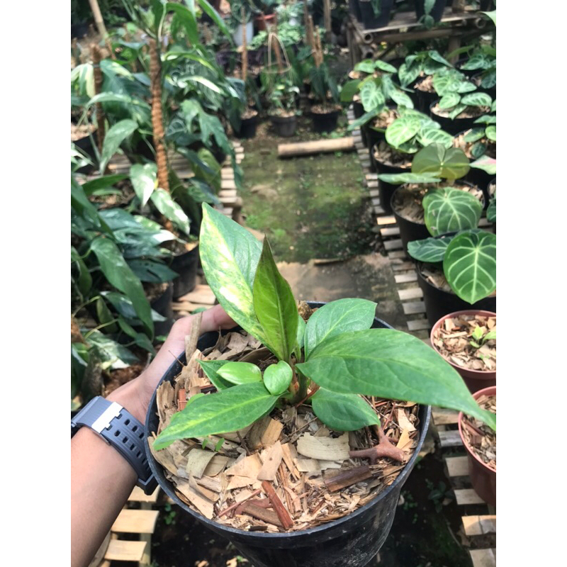 tanaman hias anthurium cobra variegata | anthurium cobra variegata