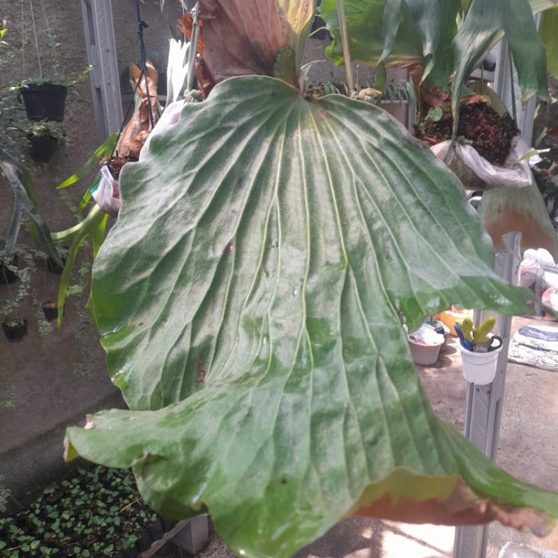 Platycerium elephantotis