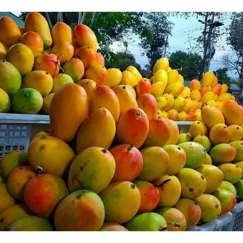 

Mangga Podang Panenan Semdiri Super Manis