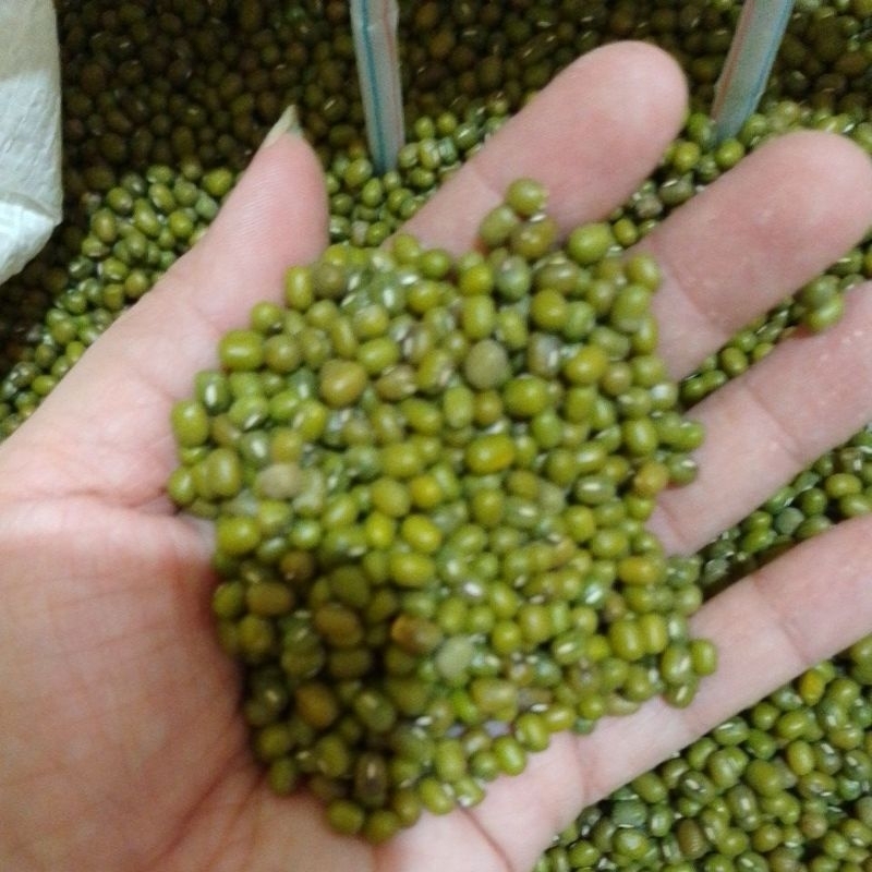

kacang hijau 1 kg