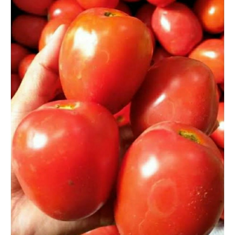 

tomat buah segar fresh 1kg