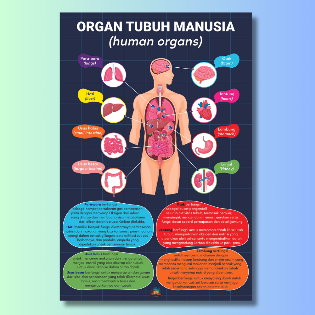 Poster ORGAN TUBUH MANUSIA Edukasi Sekolah Pendidikan Anak TK PAUD SD Alat Peraga