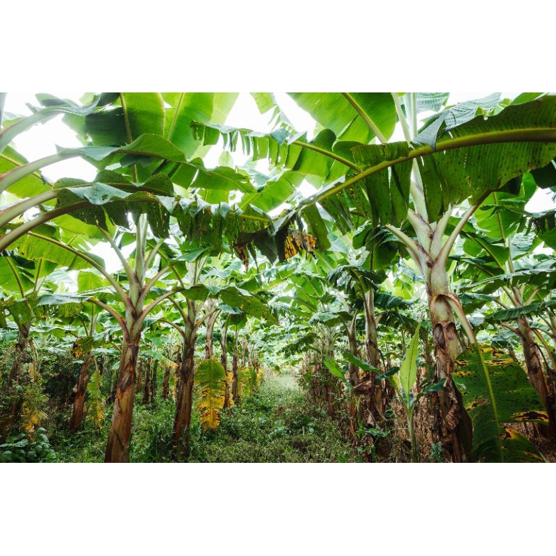 bibit tunas bonggol tanaman pohon pisang susu pisang emas lady finger banana