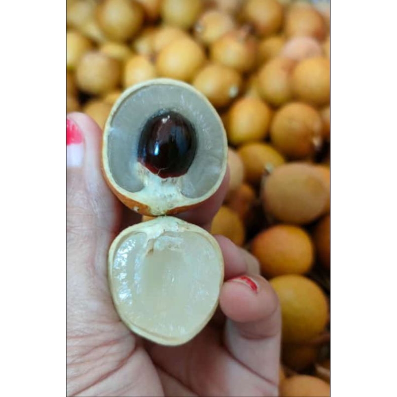 

Buah Kelengkeng Fresh|Buah kelengkeng Daging tebal dan manis