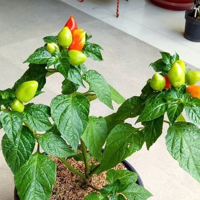 Bibit Tanaman Cabai Paprika/Cabai Gendot Kondisi Berbuah Rimbun