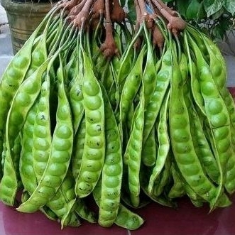 

Pete Segar/pete tua 1 ikat isi 100 papan