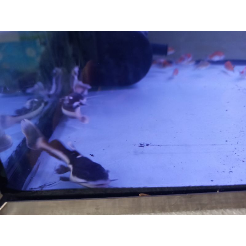 RTC Red Tail Catfish