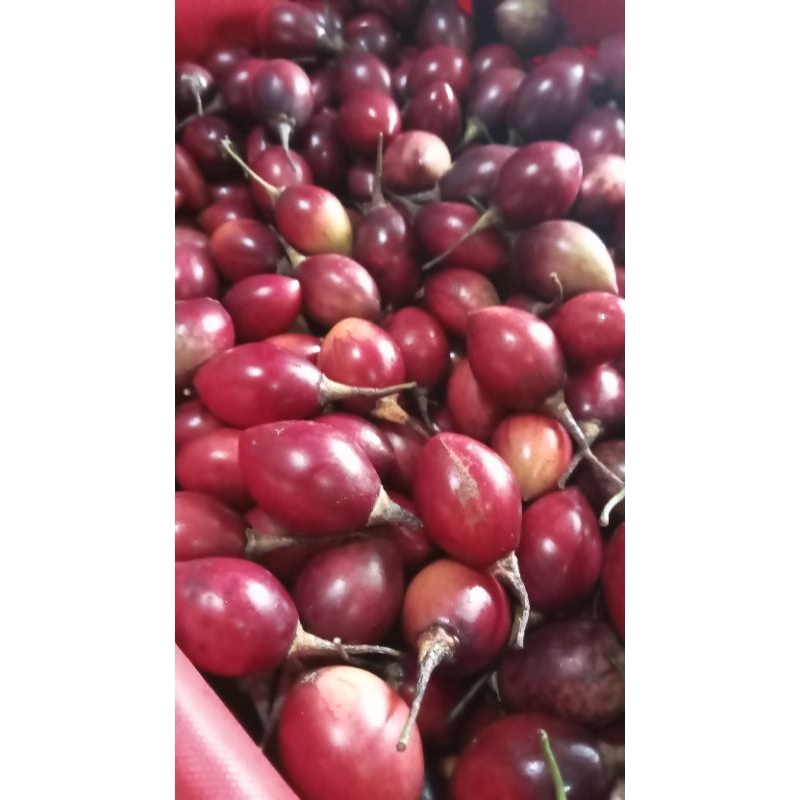 

Terong belanda tamarilo organik super murah (1KG)