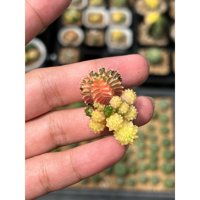 Gymnocalycium Hybrid Varigata Cluster