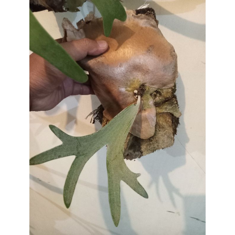 Platycerium willinckii