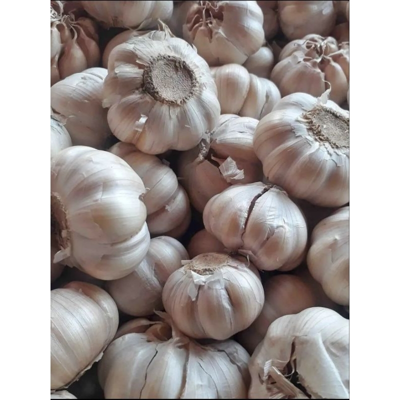 

BAWANG PUTIH KATING murah berkualitas