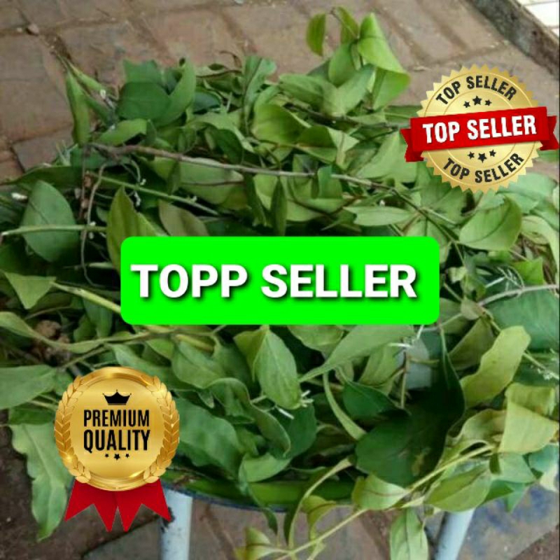 

BENALU CEMARA GUNUNG KERING HIJAU SUPER PREMIUM 1 KG