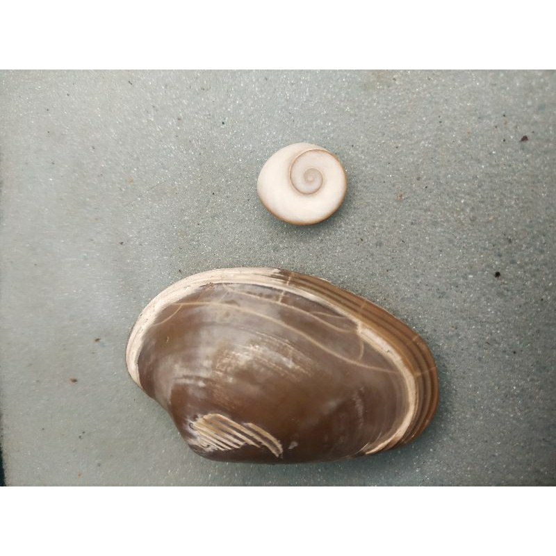 kijing buntet dan keong buntet