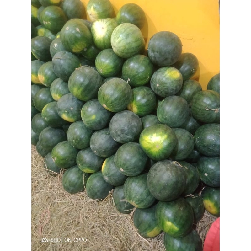 

semangka merah tanpa biji per kilo 6000 ambil banyak /