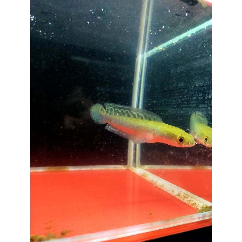 PATUNG YELLOW SENTARUM 12-14 CM