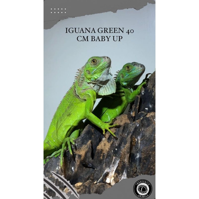 Iguana Green