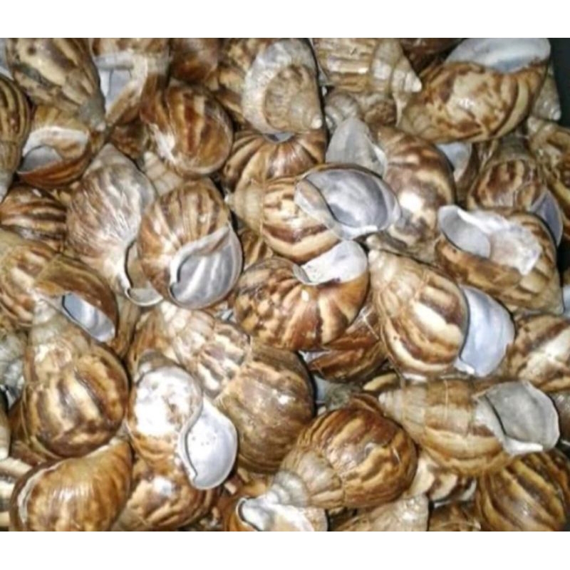 cangkang bekicot kosong 1 kg