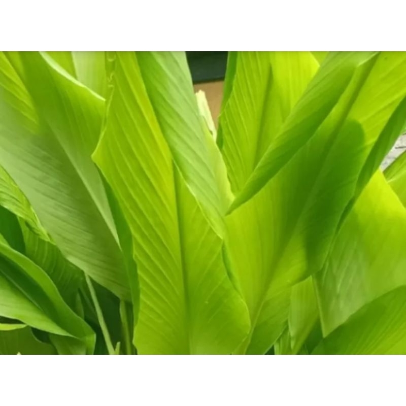 

daun kunyit dan gayong