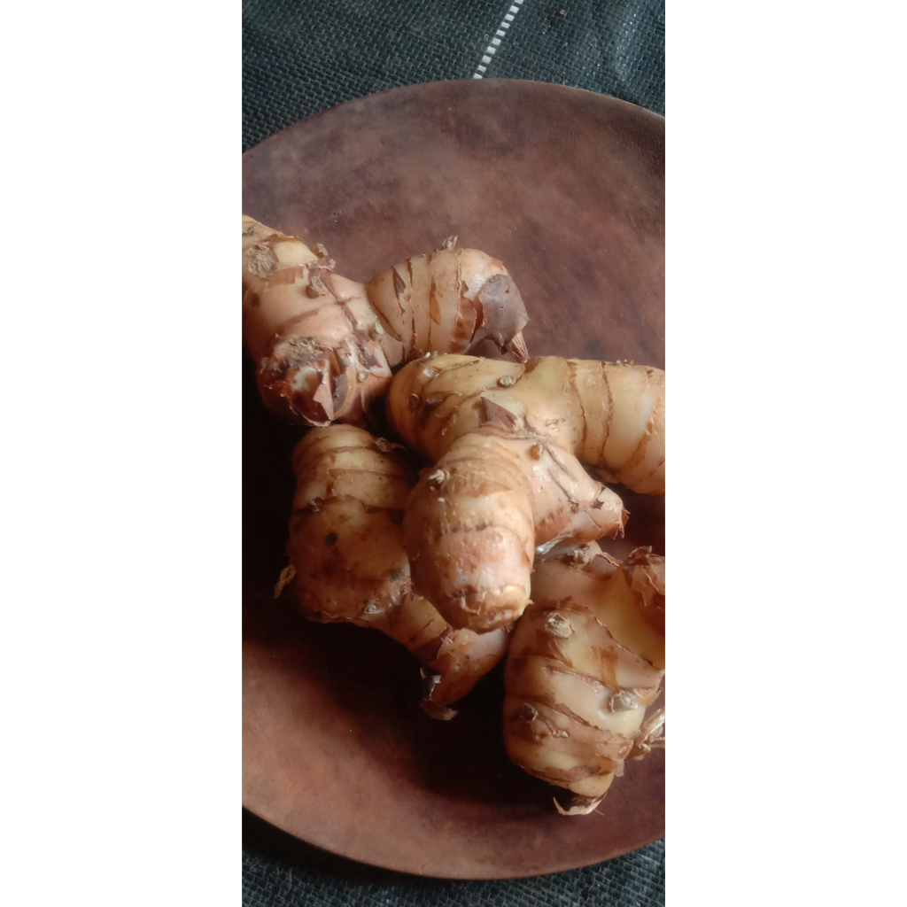

1 Kg Lengkuas /Laos Segar Baru dipetik