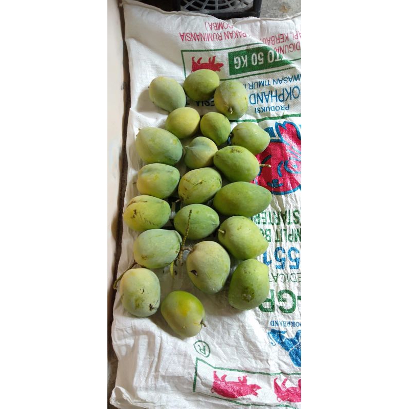 

Mangga