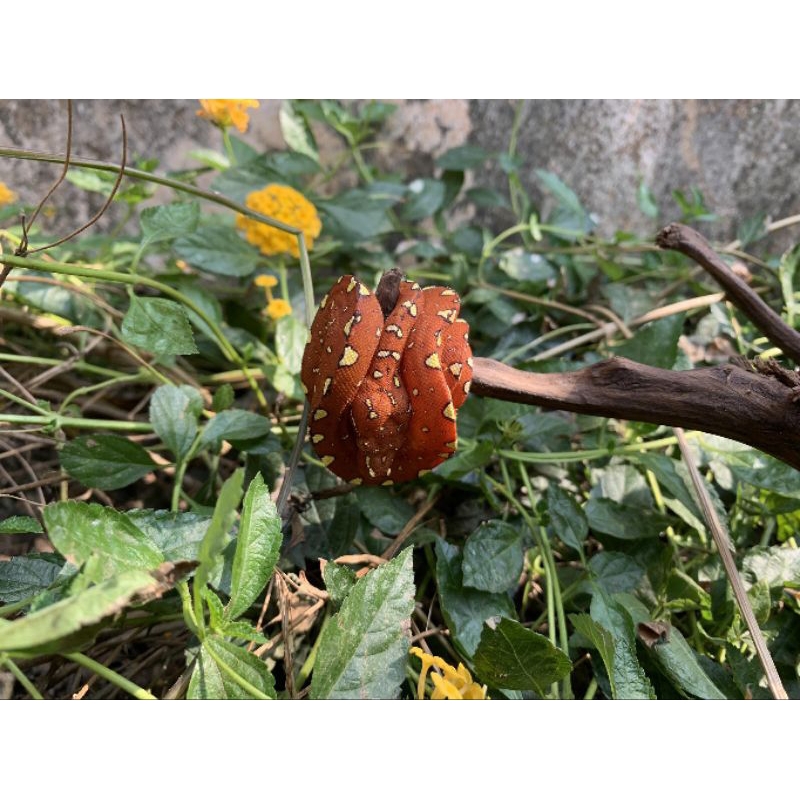 mainan baby tree python