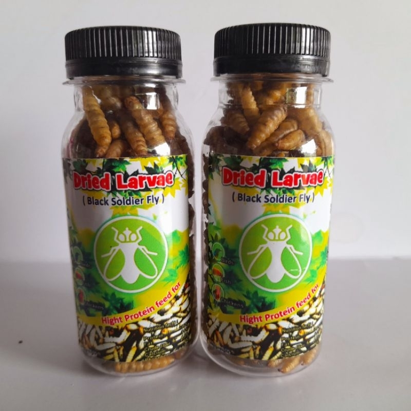 Magot kering premium makanan ikan predator chana louhan oscar