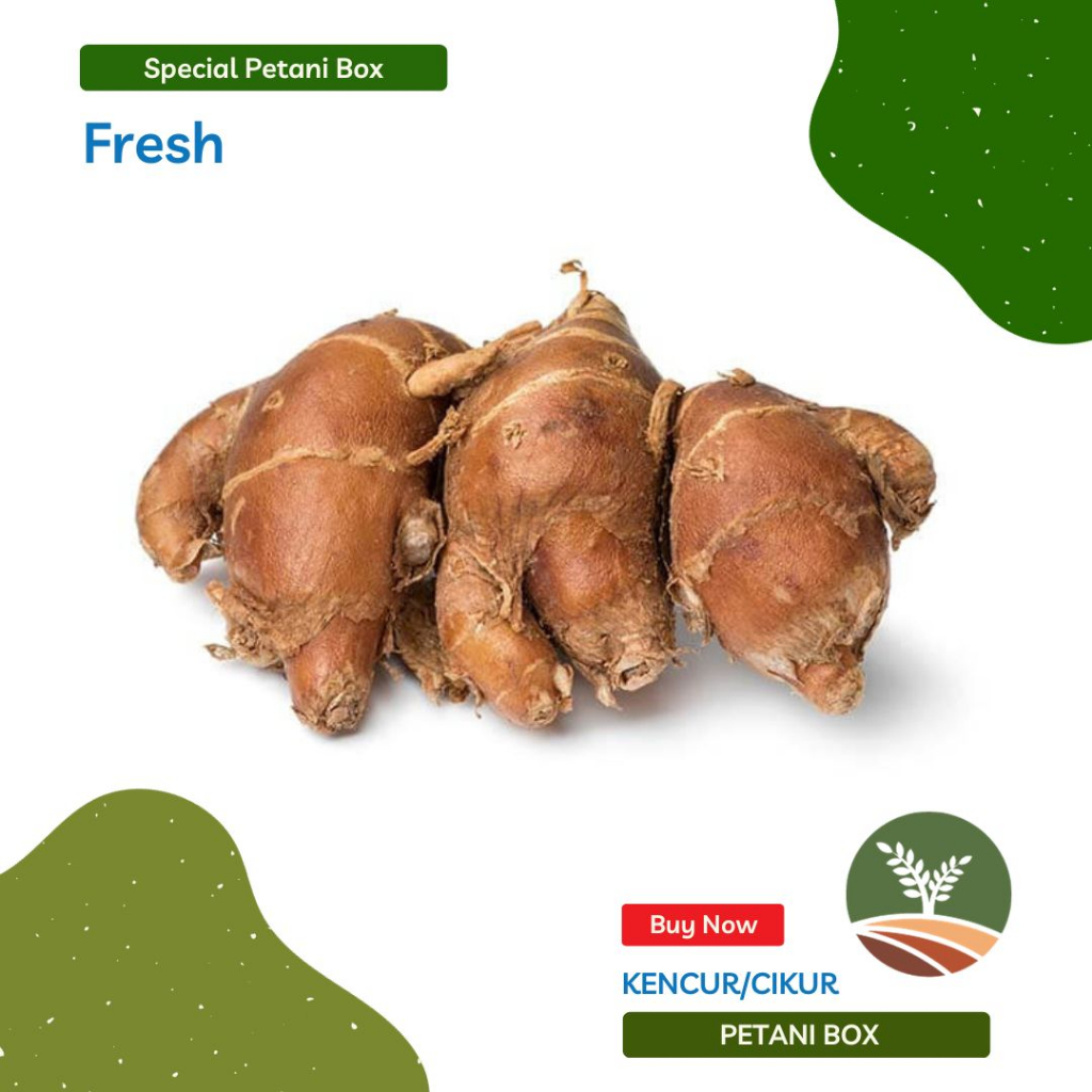 

Kencur Cikur Petani Box Sayur Sayuran Segar Kota Bandung