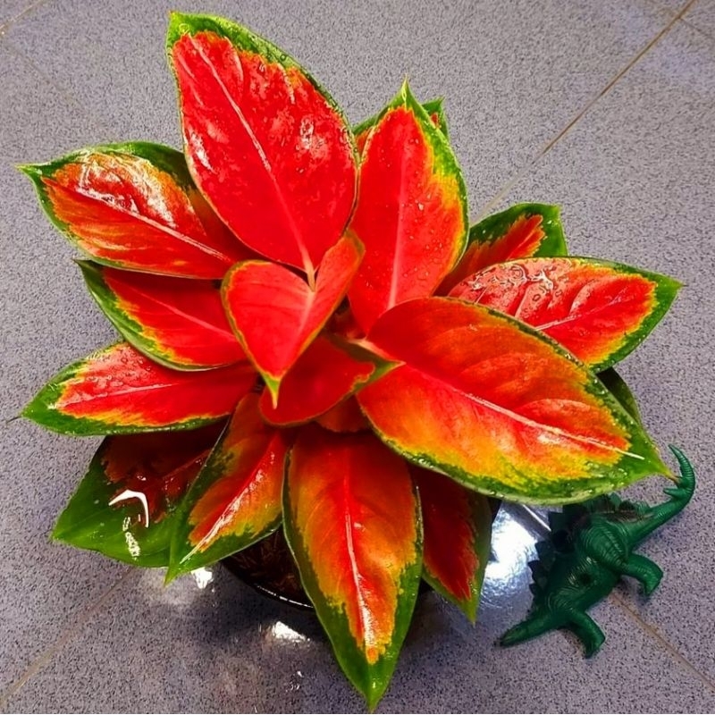 Tanaman hias aglonema susom pelangi -aglaonema-tanaman hias hidup-tanaman bunga-tanaman hidup aglone