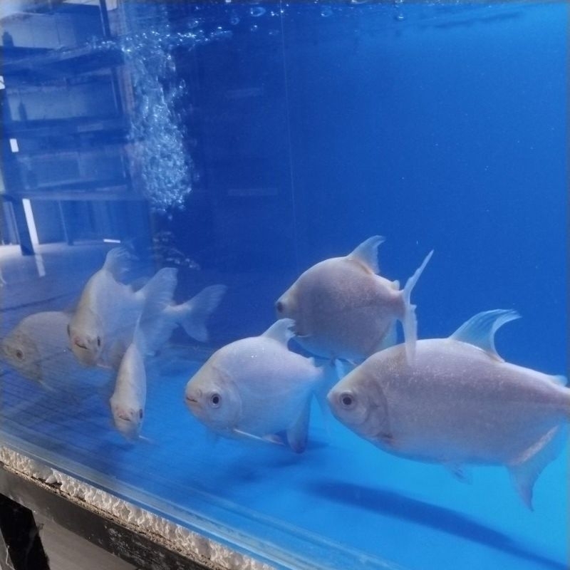 pacu albino