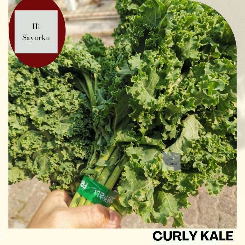 

SAYUR KALE SEGAR / SAYUR BORECOLE / CURLY KALE FRESH / DAUN KALE 1 KG