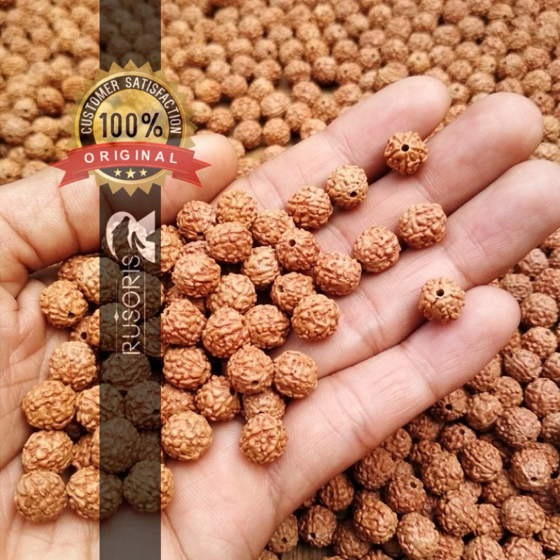 Manik Manik 500 butir Kalung Dewa Siwa Sudah Dilubangi Gelang Rudraksha Asli Jenitri Genitri