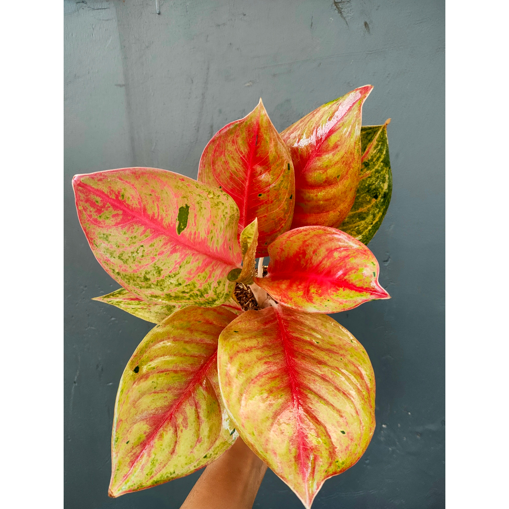 Aglaonema Red Exotic