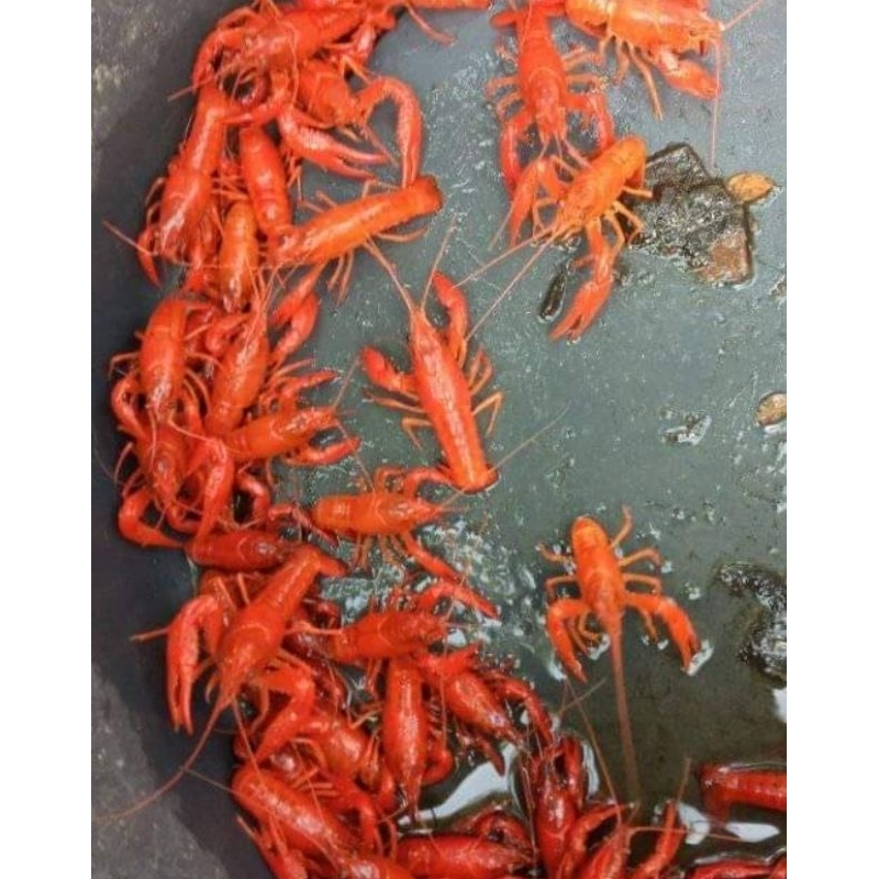 lobster hias warna merah&putih cantik