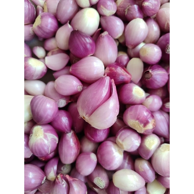 

BAWANGMERAHBREBESKUPAS