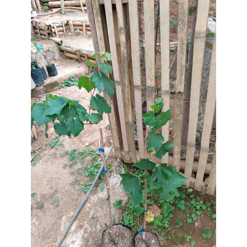 

bibit anggur kualitas bagus