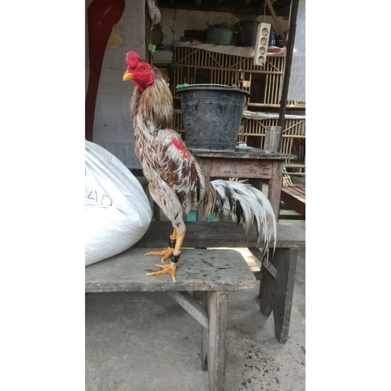 

PLUCKER X BIRMA CROSS FERTIL