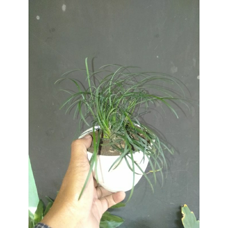 Tanaman runput kucai jabrik siap dikirim