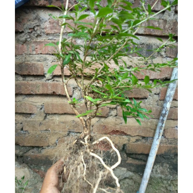 bahan sERBIN,seribu bintang serissa