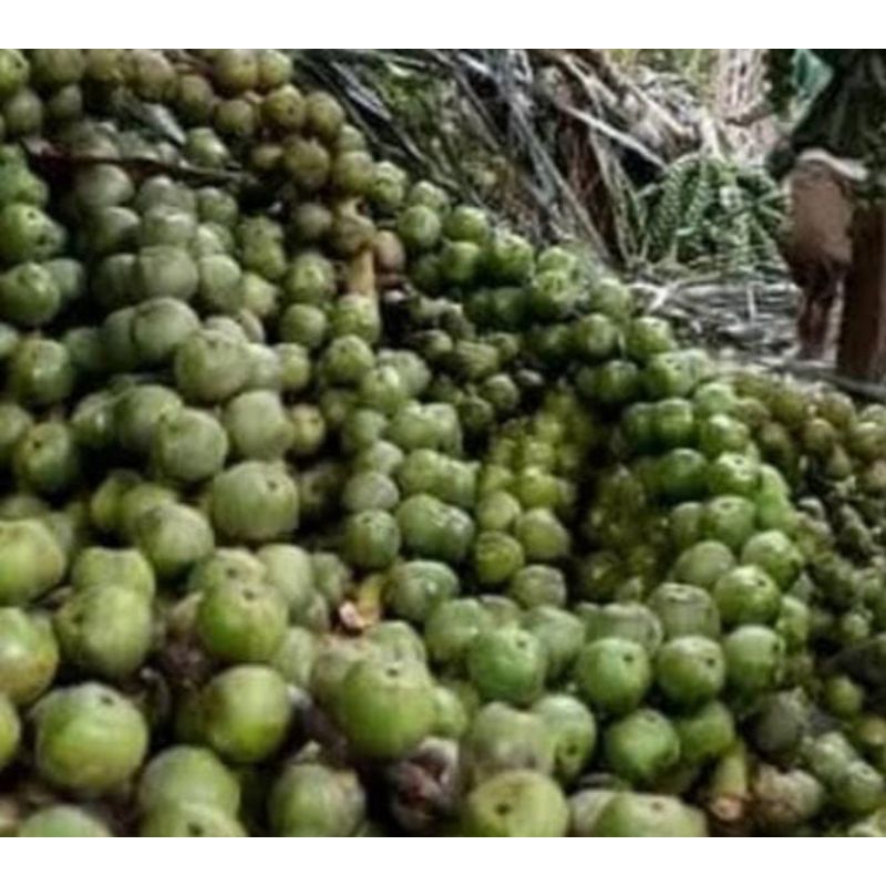 

Buah aren segar/ bahan kolang Kaling 1 kg