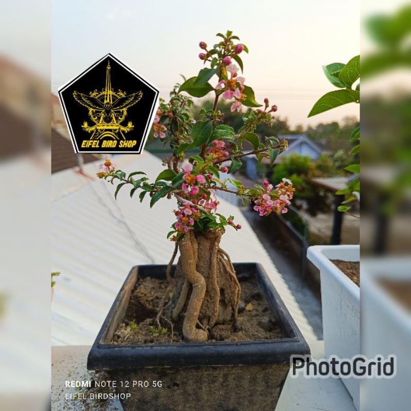BONSAI SAKURA MIKRO SIAP PAJANG