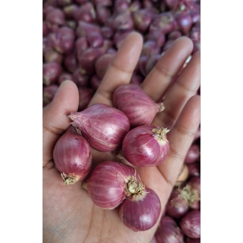 

bawang merah Probolinggo