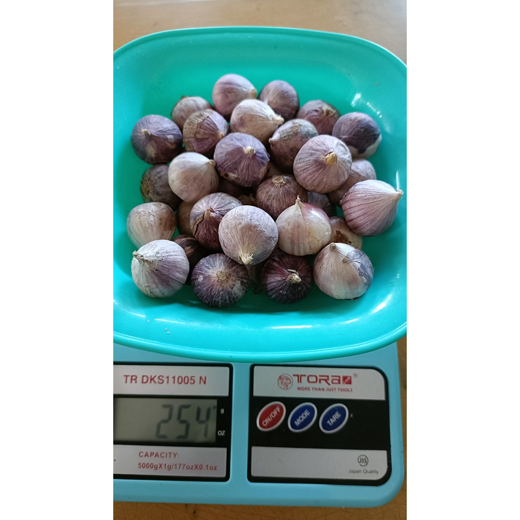 

BAWANG PUTIH TUNGGAL/LANANG SIZE JUMBO KEMASAN 250 gram / 1/4 Kg