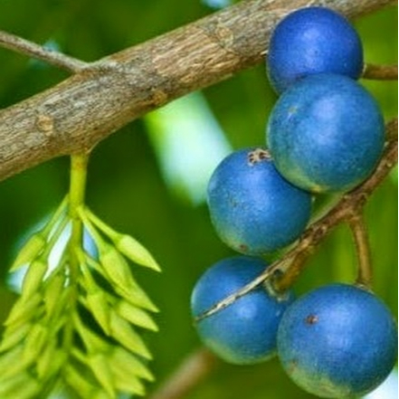 Seed Center Bibit Benih Buah Jenitri (10 Gram)